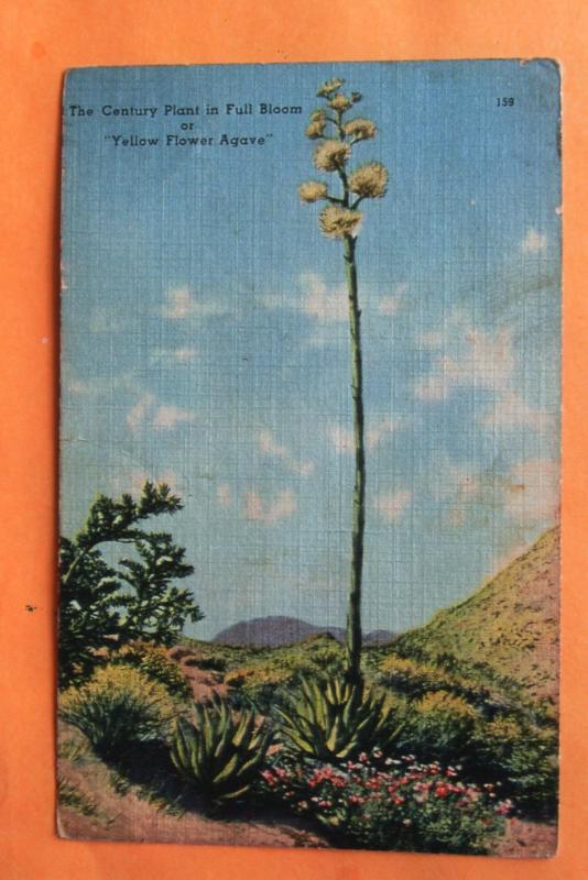 Century Plant Agave Linen Postcard Desert Plant Floral Southwest