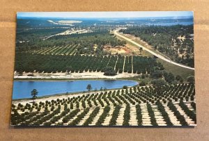 POSTCARD UNUSED - CITRUS GROVES & LAKES FROM CITRUS TOWER, CLERMONT, FLORIDA