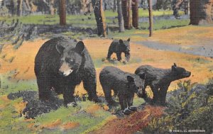 Mother and Cubs Yellowstone National Park, WY, USA Bear 1948 