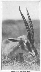 Thompsons Gazelle Head Sheep Unused 