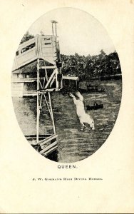 Queen - J.W. Gorman's High Diving Horses (1905-1908)