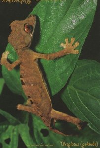 Uroplatus Lizard Reptile Madagascar Postcard