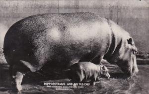 Illinois Chicago Zoological Park At Brookfield Hippopotamus and Day Old Calf ...