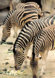 Chapman'S Zebras, Cincinnati Zoo 