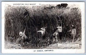 1940's RPPC ESSEX ONTARIO CANADA HARVESTING OUR WHEAT REAL PHOTO POSTCARD