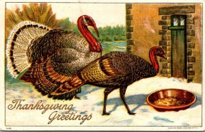 Thanksgiving Greetings With Turkey 1908