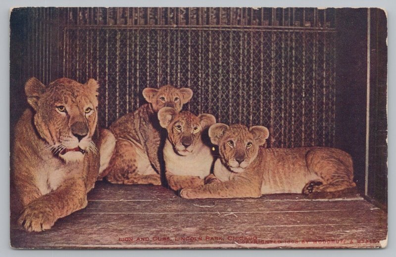 Animal~Lions & Cubs Lincoln Park Chicago Illinois~Vintage Postcard 