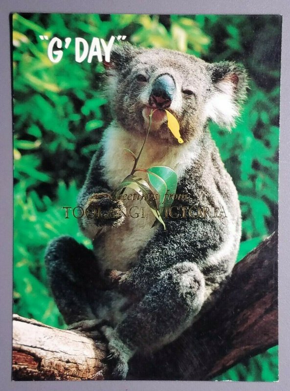 G' Day Greetings from Toolangi, Victoria, Australia Postcard w/Koala