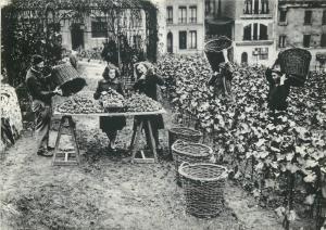 Repro postcard France PARIS Vendangers rue des Saules a Montmartre