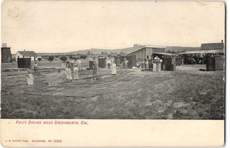 Fruit Drying Near Sacramento, CA Farming Scene 1900s Kropp Antique Postcard