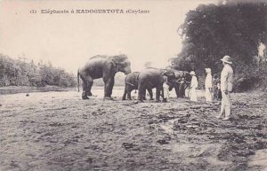 Ceylon Sri Lanka Elephants a Kadogustota