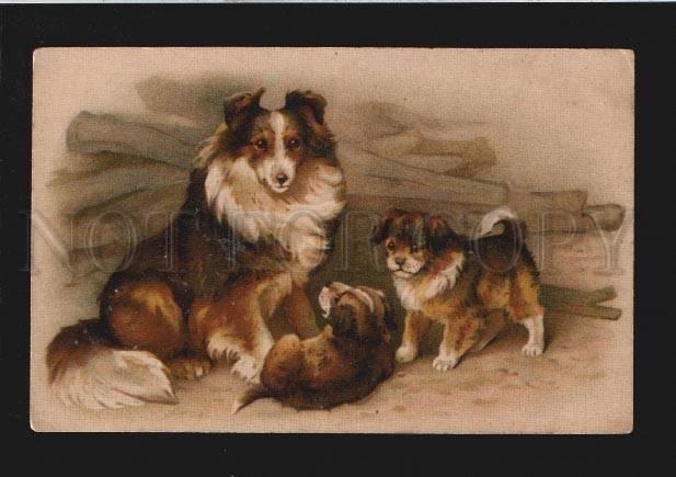 3077038 Charming COLLIE Family PUPPY Vintage GOM Publ. PC