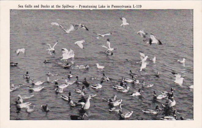 Pennsylvania Pymatuning Lake Sea Gulls and Ducks At The Spillway