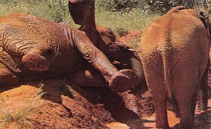 Elephant in Mud Elephant Unused 