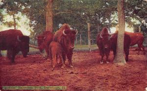 Davenport Iowa 1909 Postcard Buffalo Fejervary Park