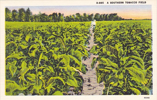 A Southern Tobacco Field