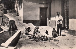 Algeria Blida monkeys at Hotel du Ruisseau des Singes real photo postcard