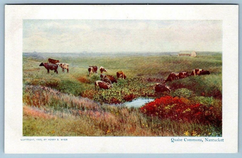 1905 QUAISE COMMONS*COWS GRAZING*NANTUCKET ISLAND MASS*HENRY WYER*UNUSED