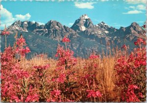 postcard Wyoming - Grand Tetons - Valley floor covered in fireweed