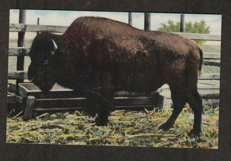 Giant Buffalo Black Barney Postcard Vintage Bison Oklahoma