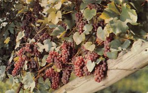 Vineyards Hammondsport, New York, USA Fruit Unused 