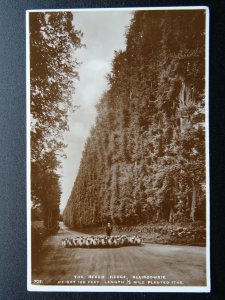 Scotland BLAIRGOWRIE The Beech Hedge & Sheep Herd - Old RP Postcard by J B White