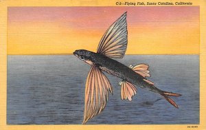 Flying Fish Santa Catalina California  