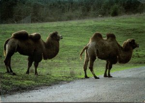 Oregon Winston Wildlife Safari Drive Trhough Park Bactrian Camels 1985