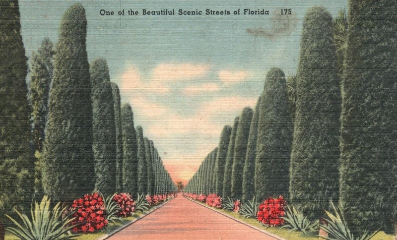 Vintage Postcard One Of The Beautiful Scenic Streets Pine Trees Driveway Florida