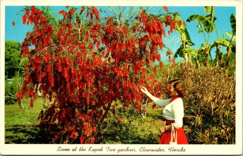 Kapok Tree Gardens Clearwater Florida Austrailian Weeping Bottle Brush Postcard