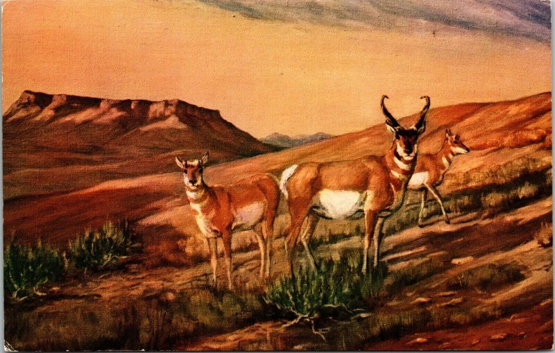 Prairie Pronghorns LH Peters Antelope Gallery Great Falls Montana Postcard