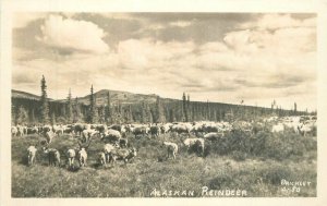 Alaska Reindeer Brickley #A-50 RPPC Photo 1940s Postcard 22-9445