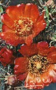 Vintage Postcard Cane Cholla Chaw-Yuh Opuntia Spinosior Flower NM New Mexico