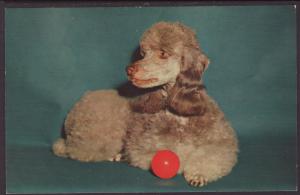 Poodle,Ball Postcard