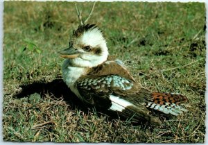 M-12097 Kookaburra Laughing Jackass Australia