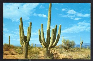 Arizona Graceful Saguaro Cactus ~ Chrome