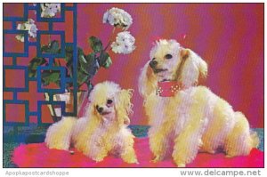 Purebred Toy Poodles