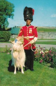 Canada Baptiste The Goat Mascot Of 22 Regiment La Citadelle Quebec