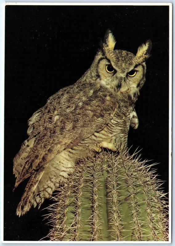 c1970s Pub Phoenix, AZ Great Horned Owl 4x6 PC Paul Berquist, Manley Photo M9