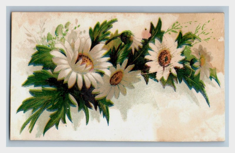 1880s Victorian Trade Cards Dandelion Buttercup Red Clover Daisy Set Of 6 P194