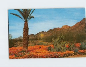 Postcard Winter On The Desert, Arizona