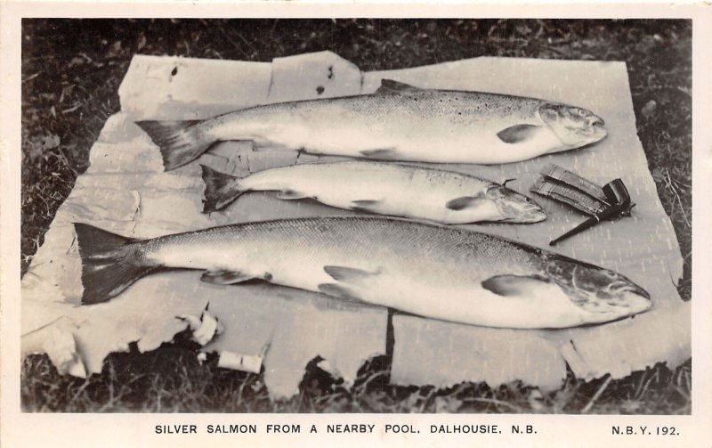 J46/ Dalhousie New Brunswick Canada RPPC Postcard c1940s Silver Salmon 365