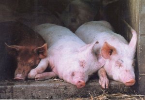 White & Tamworth Piglets Highlands Farm Woodchurch Farm Kent Postcard