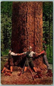 Giant of the Forest Huge Tree Three Men 29' Circumference WA UNP DB Postcard J1