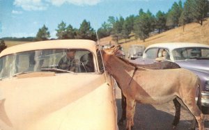 Mountain Burros, Custer State Park, SD Iron Mt. Road 1950s Cars Vintage Postcard