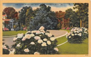 REHOBOTH BEACH Delaware DE   SILVER LAKE DRIVE VIEW~Home & Flowers 1949 Postcard