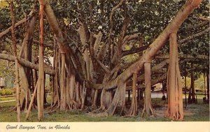 Giant Banyan Tree - Misc, Florida FL  