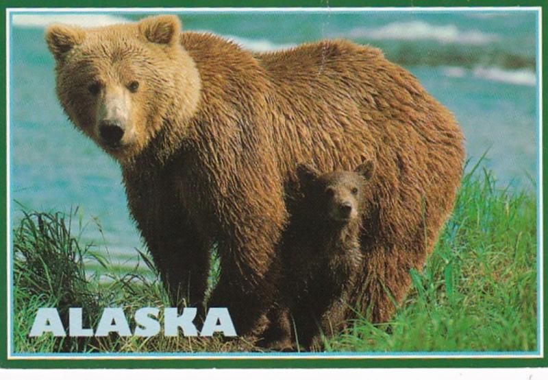 Alaska Alaskan Brown Bear With Cub