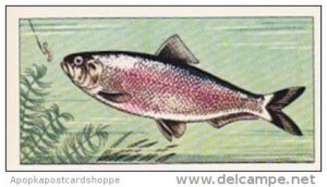 Badshah Tea Trade Card Fish &  Bait No 19 Allis Shad