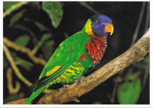 US Exotic Wildlife  Unused - Rainbow Lorikeet. NE Australia.  Beautiful.